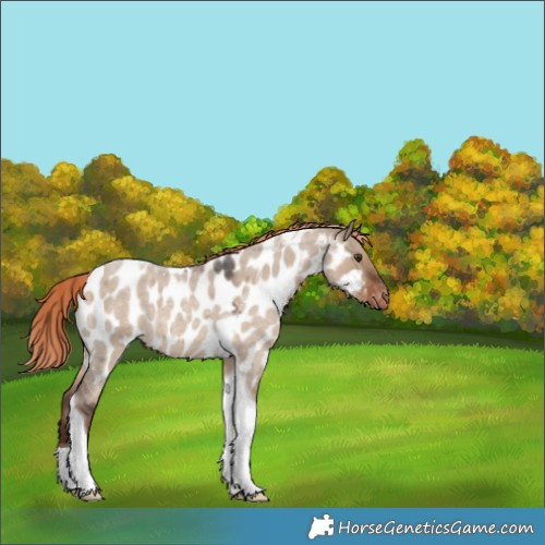 Horse Color:Liver Red Dun Roan Tobiano Appaloosa