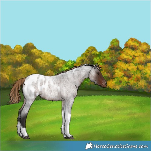 Horse Color:Liver Red Roan Tobiano Appaloosa