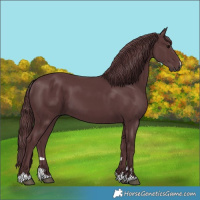 Horse Color:Chocolate Black