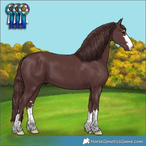 Horse Color:Chocolate Smoky Black