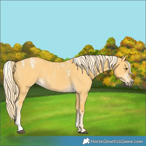 Horse Color:Powder White Palomino Dun 