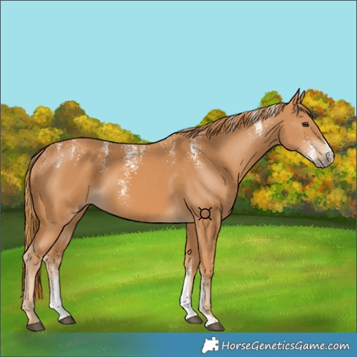 Horse Color:Powder White Chestnut 