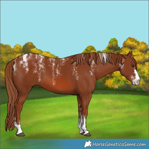 Horse Color:Powder White Chestnut 