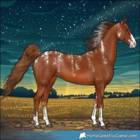 Horse Color:Powder White Chestnut 