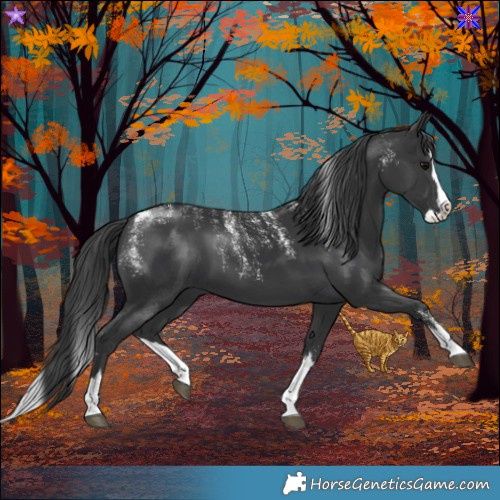 Horse Color:Powder White Black Splash 