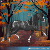 Horse Color:Powder White Black Splash 