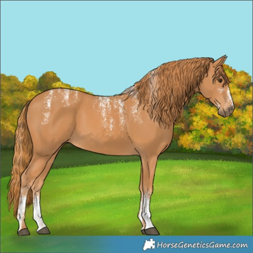 Horse Color:Powder White Chestnut 