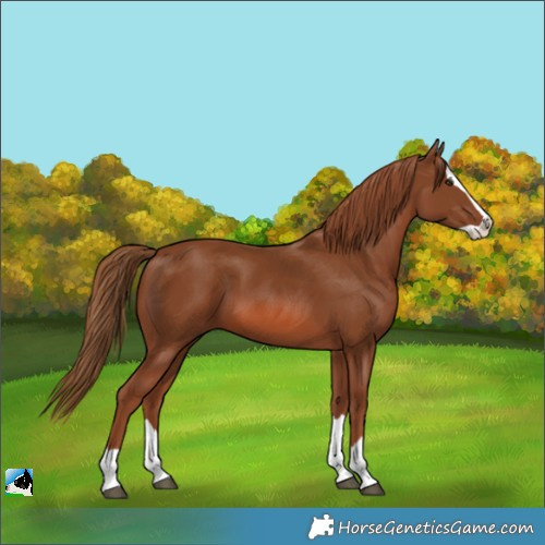 Horse Color:Chestnut Splash 