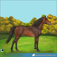 Horse Color:Bay 