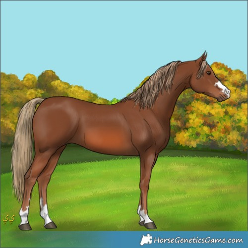 Horse Color:Unknown 