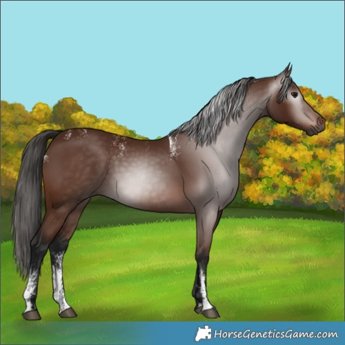 Horse Color:Powder White Gray Bay