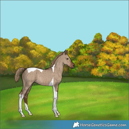 Horse Color:Liver Red Dun Tobiano Brindle