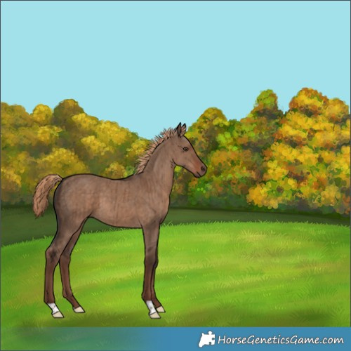 Horse Color:Liver Red Dun Brindle 