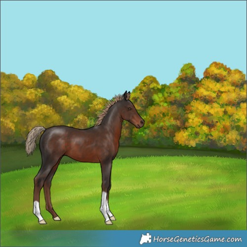 Horse Color:Liver Chestnut 