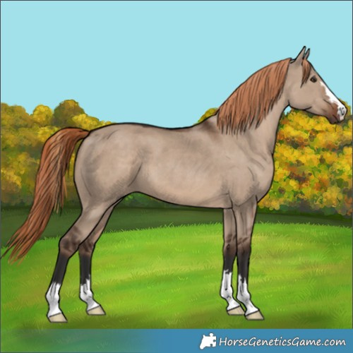 Horse Color:Liver Red Dun
