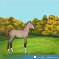 Horse Color:Liver Red Dun 