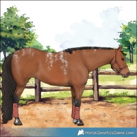 Horse Color:Powder White Bay