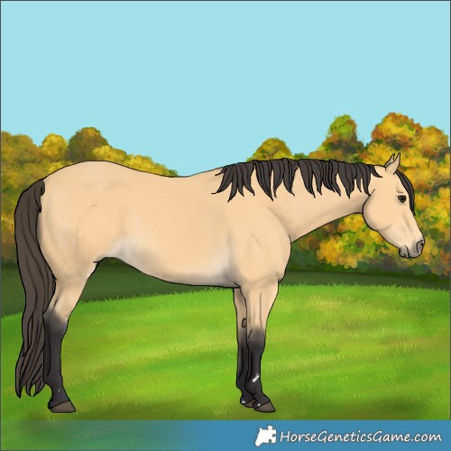 Horse Color:Buckskin 