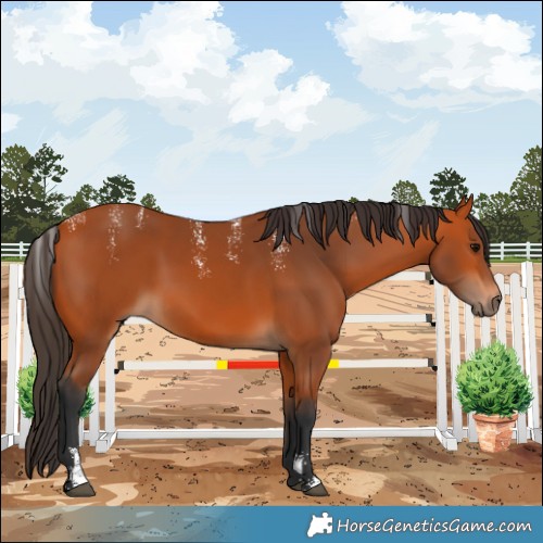 Horse Color:Powder White Bay 