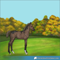 Horse Color:Liver Red Dun Brindle