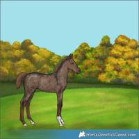 Horse Color:Liver Red Dun Brindle 
