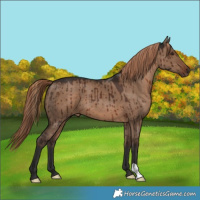 Horse Color:Liver Red Dun Brindle 