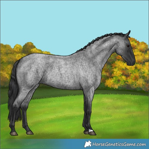 Horse Color:Blue Roan 