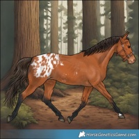 Horse Color:Bay Blanket 