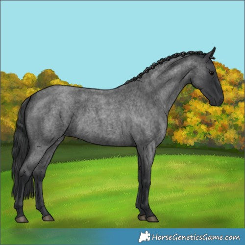 Horse Color:Blue Roan 