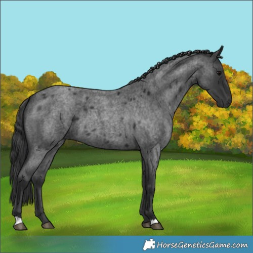 Horse Color:Blue Roan 