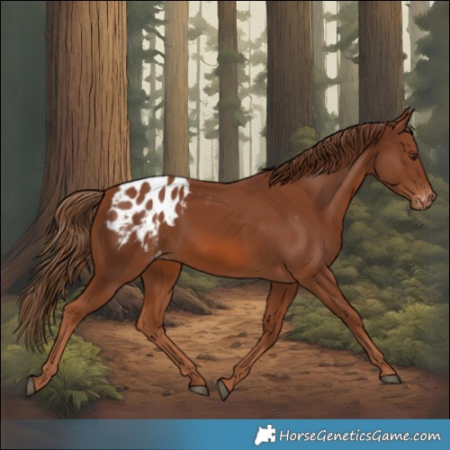 Horse Color:Chestnut Appaloosa