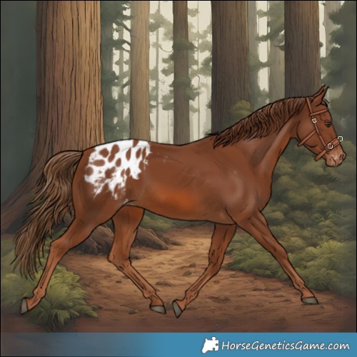 Horse Color:Chestnut Appaloosa 