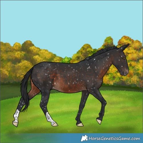 Horse Color:Brown Appaloosa 