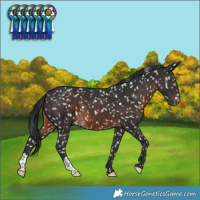 Horse Color:Brown Snowflake Varnish