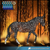 Horse Color:Brown Snowflake Varnish