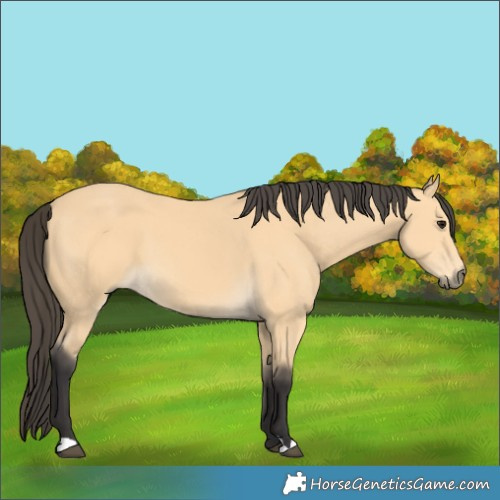 Horse Color:Buckskin 