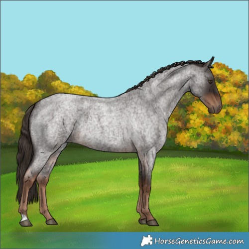 Horse Color:Liver Red Roan 