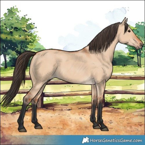 Horse Color:Bay Dun 