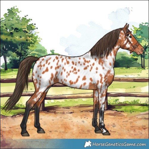 Horse Color:Bay Appaloosa 