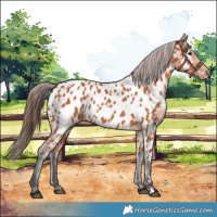 Horse Color:Bay Near Leopard 