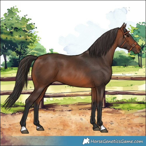 Horse Color:Bay 
