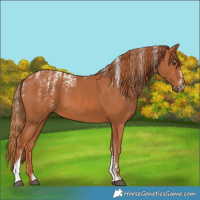 Horse Color:Powder White Chestnut