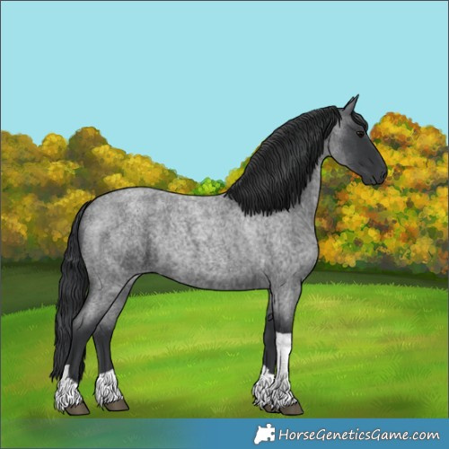 Horse Color:Blue Roan Tobiano