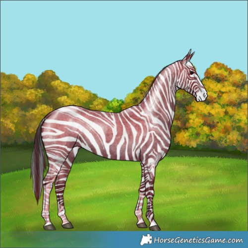 Horse Color:Blue Roan Tobiano