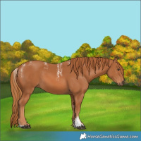 Horse Color:Powder White Chestnut