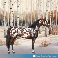 Horse Color:Bay Appaloosa 