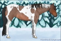 Horse Color:Bay Roan Tobiano