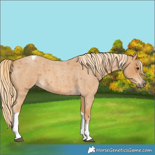 Horse Color:Red Roan Tobiano 