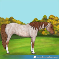 Horse Color:Unknown 
