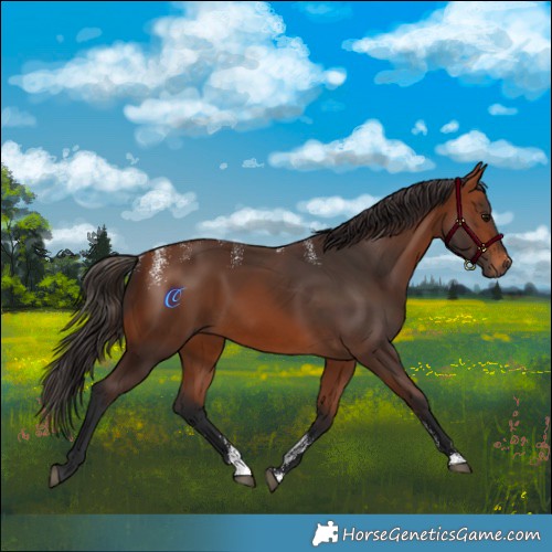 Horse Color:Powder White Bay 